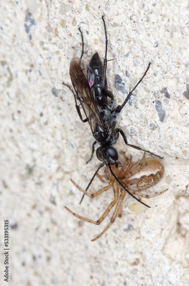 Une guêpe pompile traine sa proie,  une araignée paralysée par son venin (Zygiella x-notata) vers son nid sur un mur
