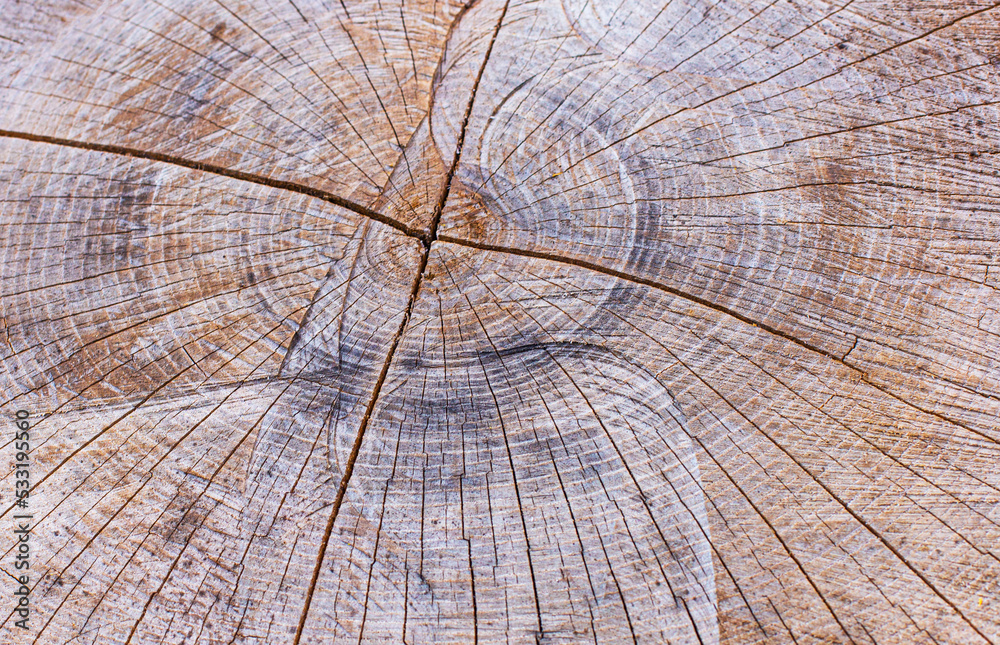 Fototapeta premium Old natural wooden shabby background close up. The perfect backdrop for a presentation