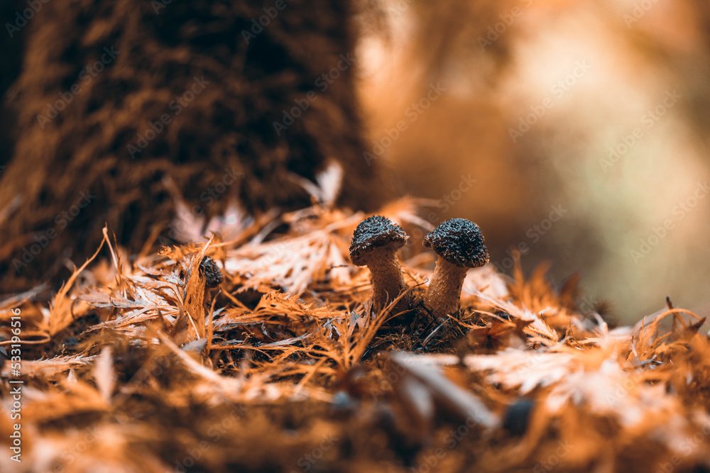 Mushroom fungus sprout through fall autumn leaves in this close up shot with fall biker leaves in the background. Mushroom fungus sprout through fall autumn leaves in this close up shot with fall biker leaves in the background.