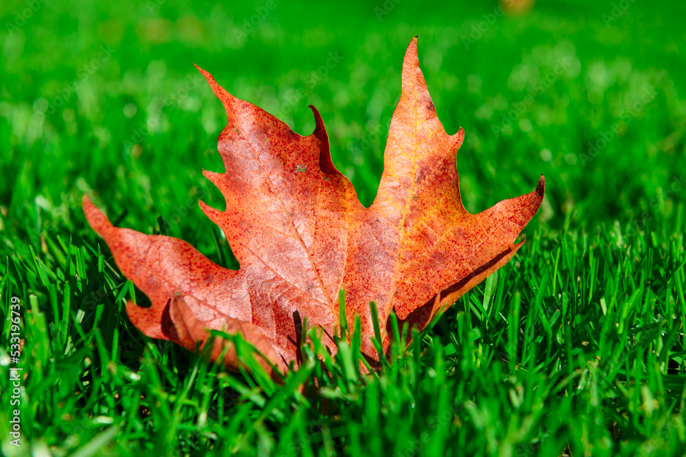 autumn maple leaf on a green lawn, bright sunny day in city park, fall season autumn maple leaf on a green lawn, bright sunny day in city park, fall season