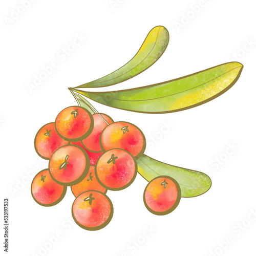 Fototapeta Naklejka Na Ścianę i Meble -  color illustration bright design element natural plant edible fruit berries heteromeles or christmas berry red for printing packaging beauty and menu on white background