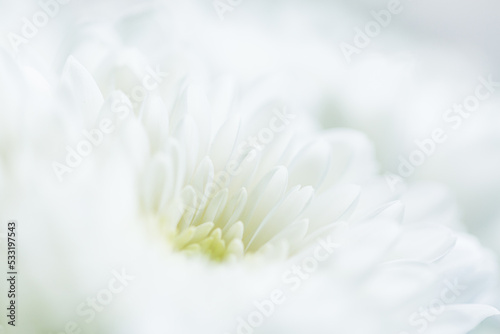 macro white flower texture,over exposed light and soft closeup of white Chrysant flower with center on the right photo