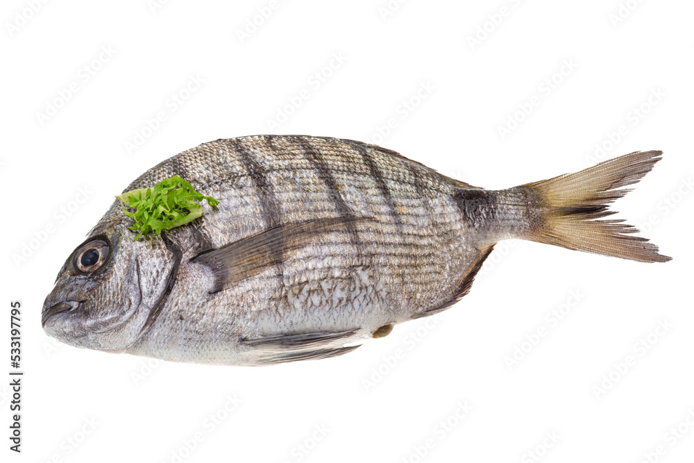 Fototapeta premium Raw Tilapia