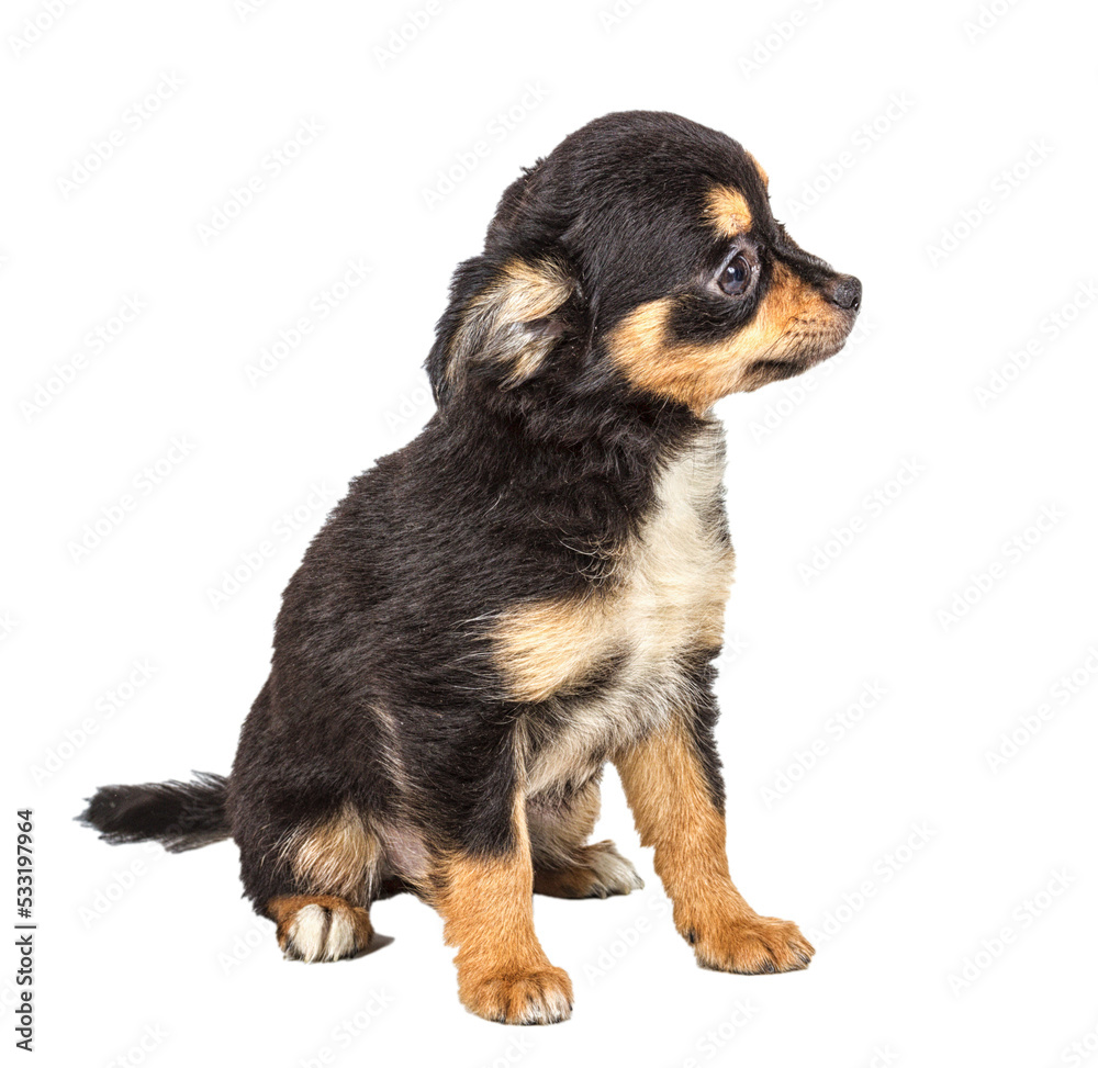 Chihuahua puppy in front of white background Chihuahua puppy in front of white background