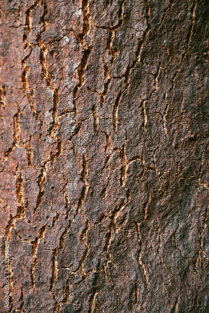 Obraz premium Oak bark texture