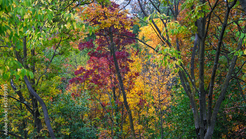 autumn leaves in the woods  beautiful autumnal landscape