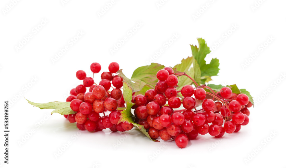 Twig of red viburnum with leaves. Twig of red viburnum with leaves.