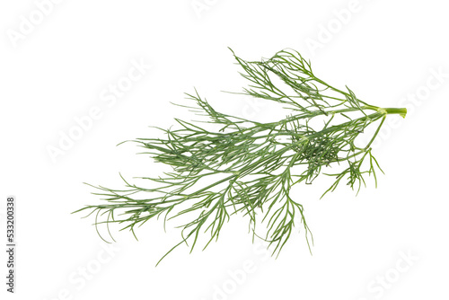 Fototapete Fresh green dill herb branch
