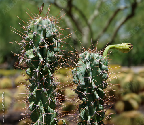 Two cereus peruvianus monstrosus monstrose apple cacti photo