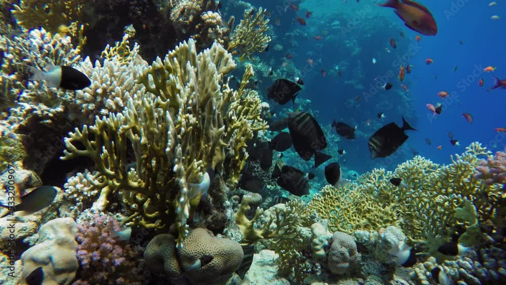 Ocean. Underwater life in the ocean. Ocean. Underwater life in the ocean.