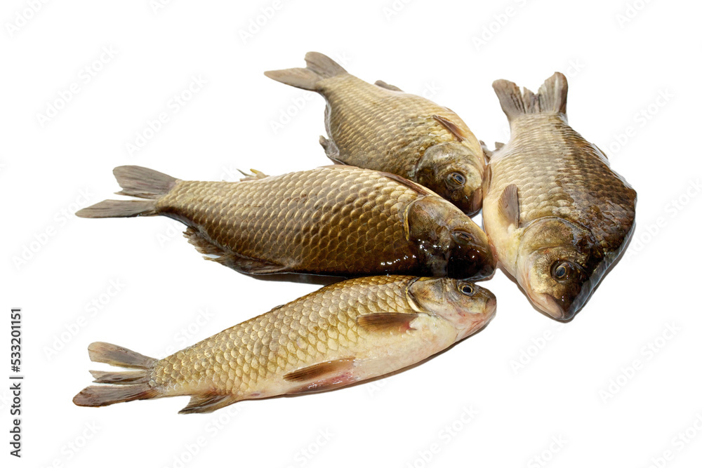 Fototapeta premium fresh crucian isolated on white background
