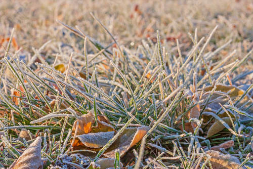 grass covered with hoar frost