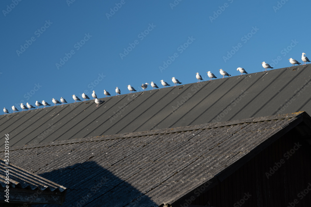 Seagulls in Rank and File, Denmark Seagulls in Rank and File, Denmark