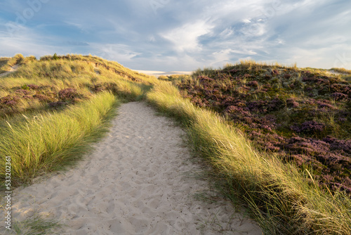 Sandy Path through Heather at R  bjerg Mile  Denmark