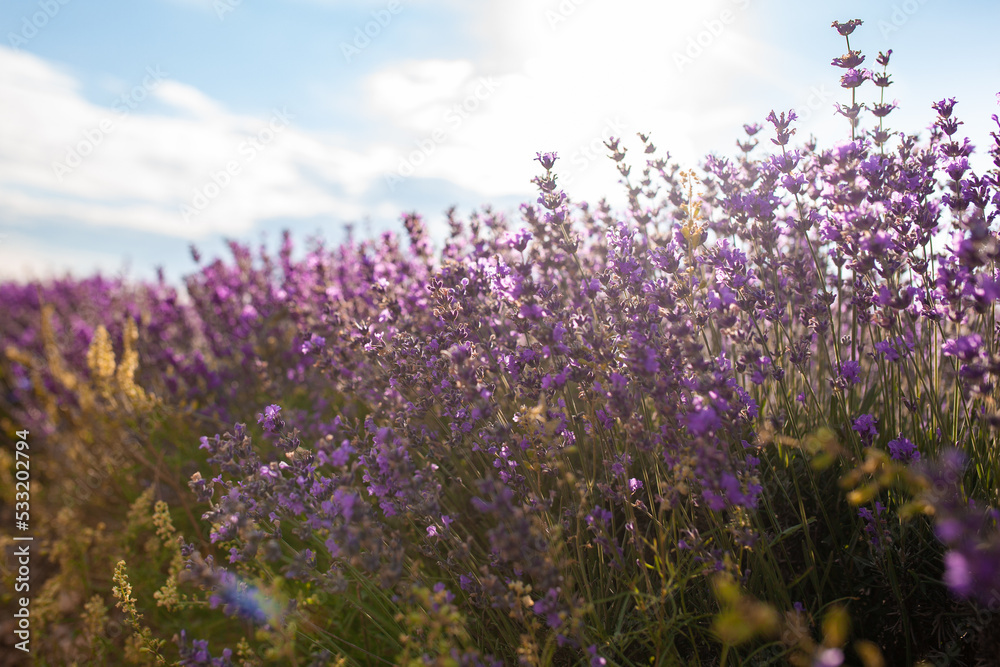 Obraz premium Colorful flowering lavandula or lavender field in the dawn light. A light morning mist at the background.