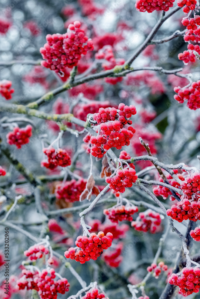 Frost-covered red rowan berries on a tree in winter Frost-covered red rowan berries on a tree in winter