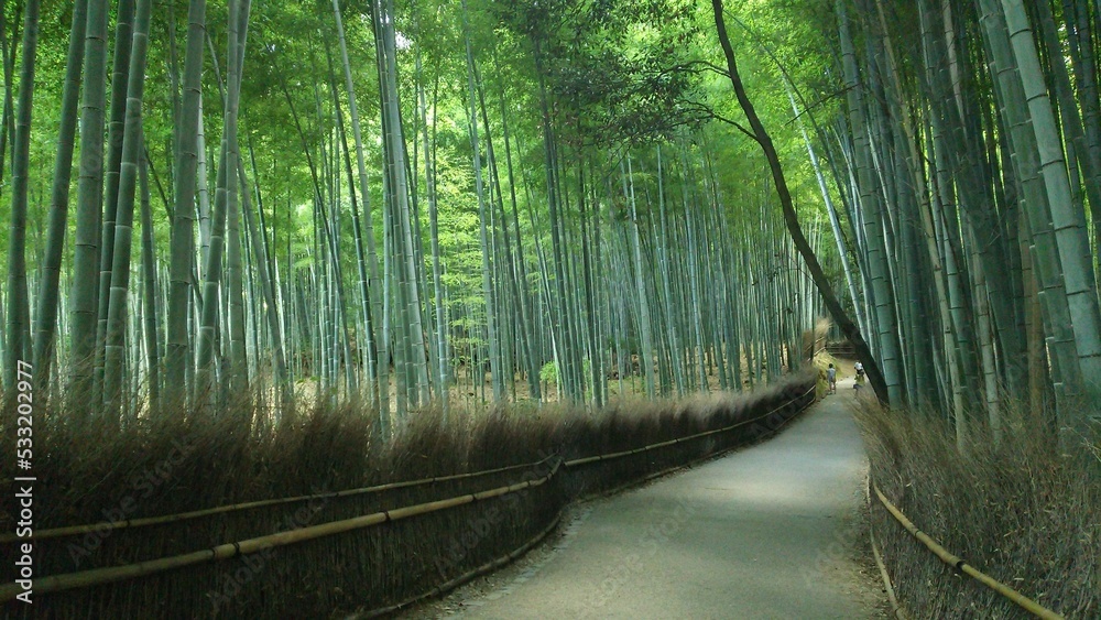 Fototapeta premium forest in springArashiyama kyoto on Japan