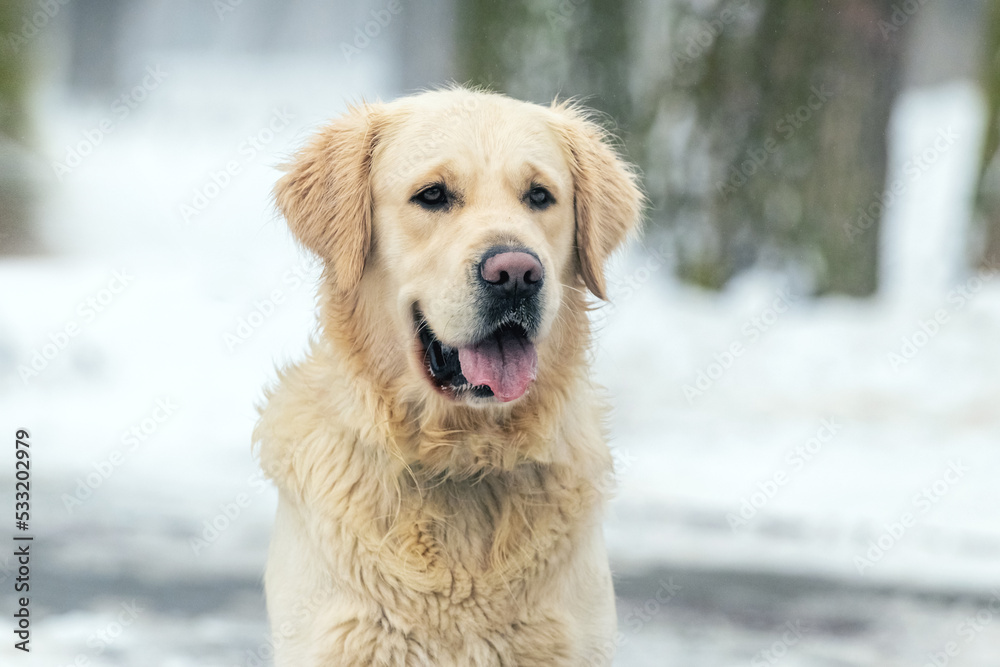 Portrait of a golden retriever dog in the park in winter against the background of snow-covered trees