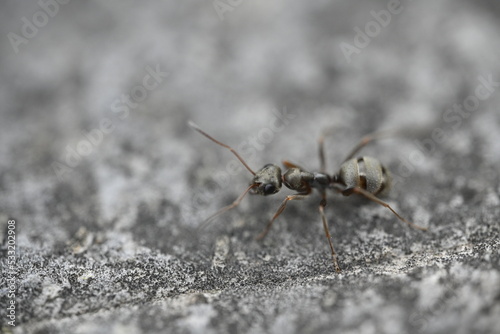 black ant on the ground, macro, insect © Auslander86