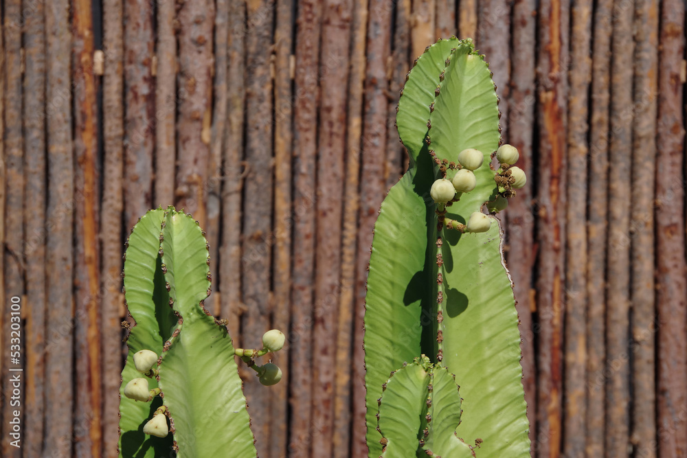 Two candelabra cacti euphorbia lactea compacta with small fruits Stock
