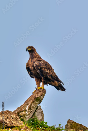 A majestic golden eagle in Spain. © StockPhotoAstur