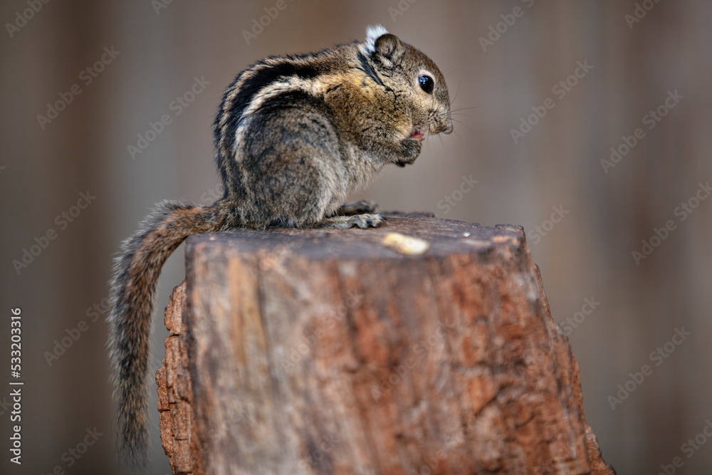 chipmunk chipmunk