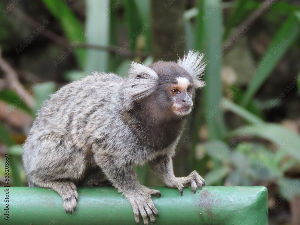 Naklejka premium tailed lemur