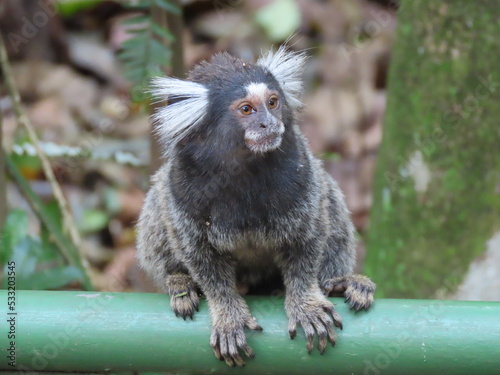 black tailed macaque