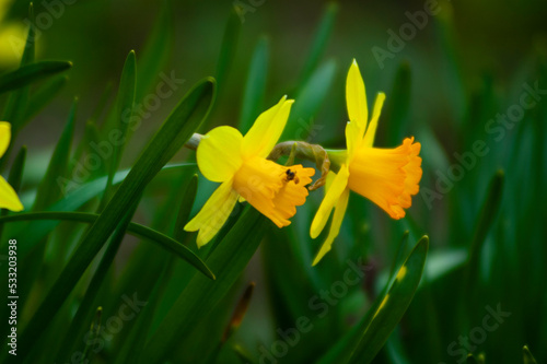 Yellow daffodils in green grass