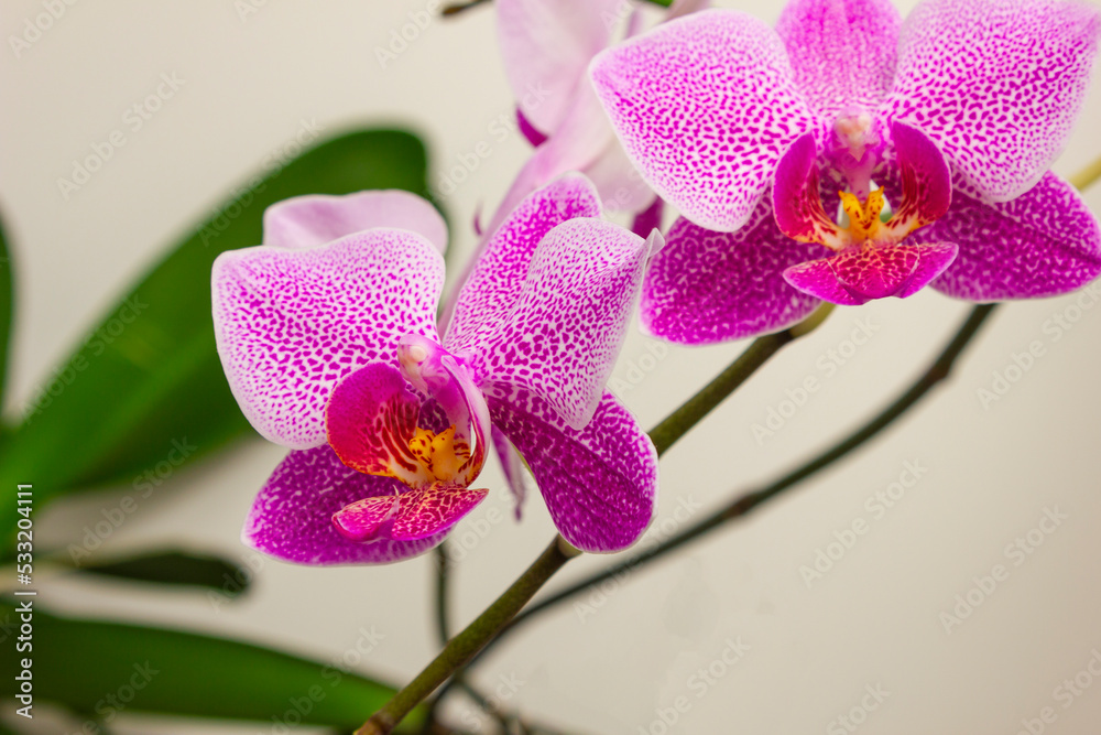flowers orchids flowers orchids