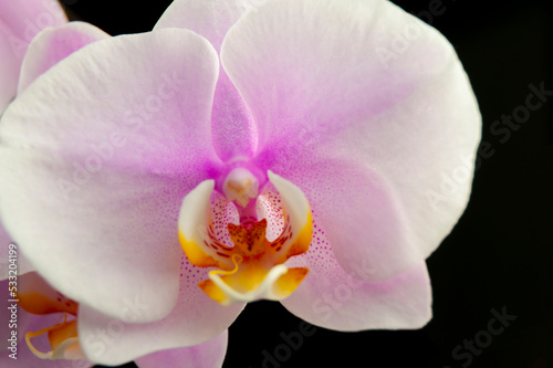 flowers orchids