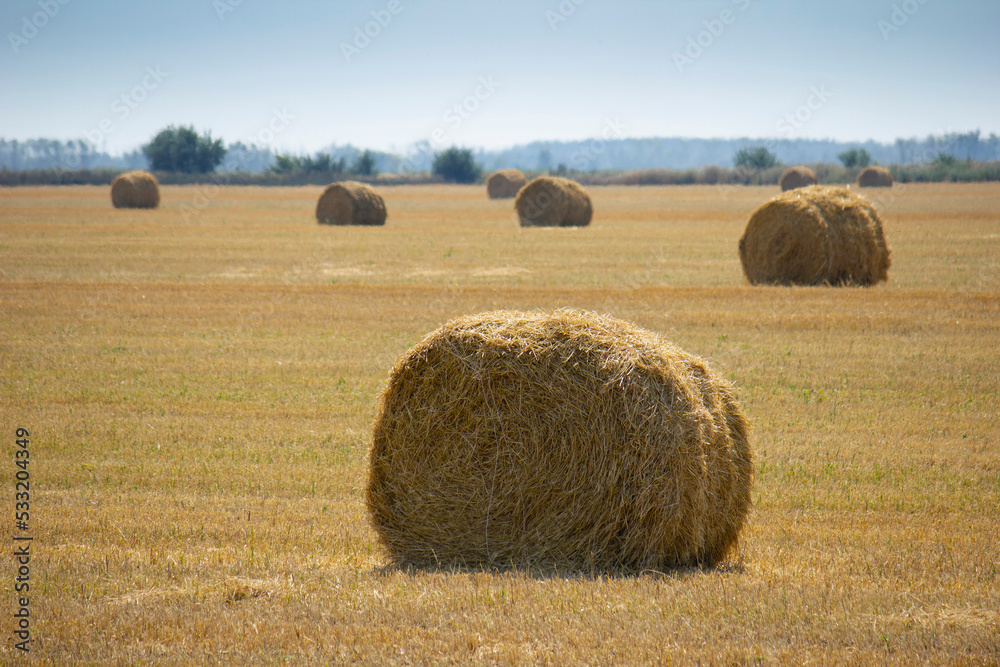 The rolls of straw in the summer