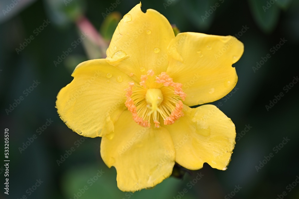 yellow daffodil flowers