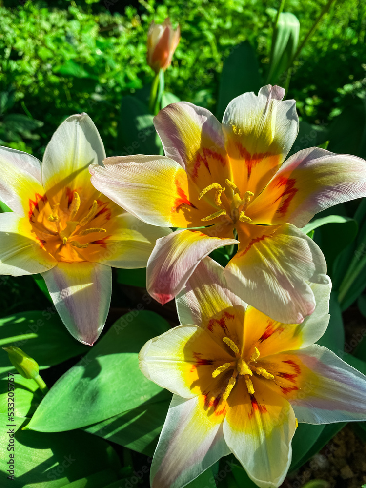 Fototapeta premium Garden greenhouse. Agribusiness. Beautiful flowers