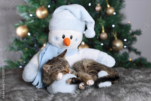 Happy New Year. Cute little gray Kitten sleeping on the feet of a toy Snowman. Cat sleeping on the background of the Christmas tree. Merry Christmas. Gray Cat close up. Greeting card. Tabby. Winter