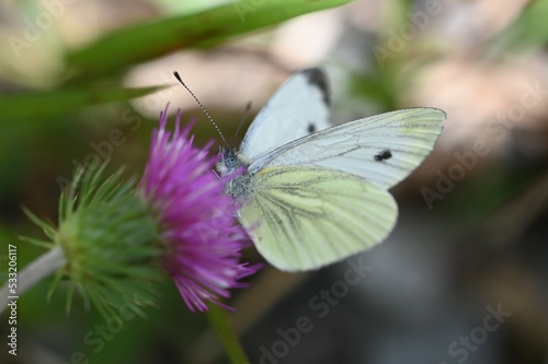 butterfly on a flower, nature, makro