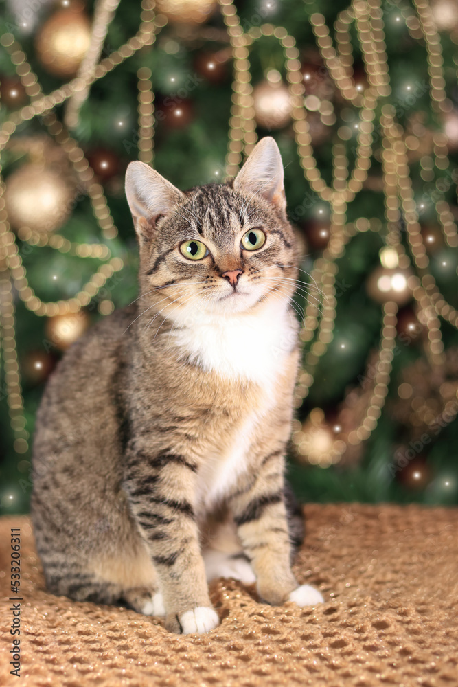 Young Cat with big beautiful eyes sits near the Christmas tree. Cute Cat sitting  near the Christmas decorations. New Year concept. Merry Christmas! Pet and winter holidays. Kitten close up