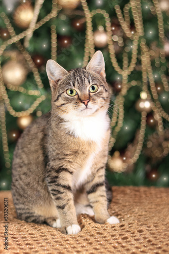 Young Cat with big beautiful eyes sits near the Christmas tree. Cute Cat sitting near the Christmas decorations. New Year concept. Merry Christmas! Pet and winter holidays. Kitten close up