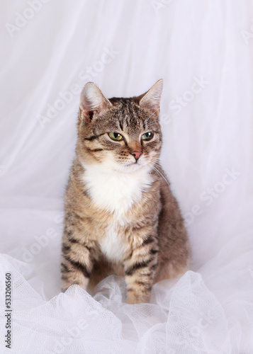 Cat sitting on a white background. Kitten close up. Cat posing at camera. Little Kitten with big eyes. Copy space. Pet care. Tabby. Horizontal image. Merry Christmas. Concept of adorable little pets © Mariia