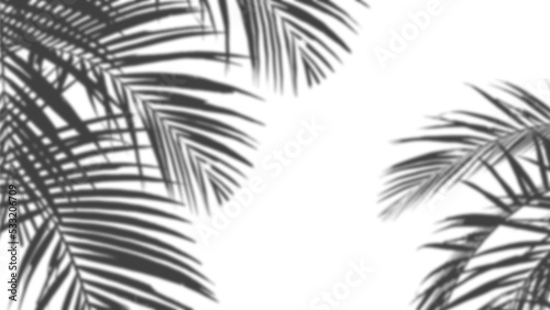 An image of plam leave shadow on the wall.