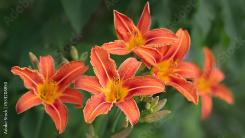 Bouquet of large Lilies. Lilium belonging to the Liliaceae. Blooming orange tender Lily flower. Orange Stargazer Lily flowers background. Closeup of stargazer lilies and green foliage. Summer. © Mariia