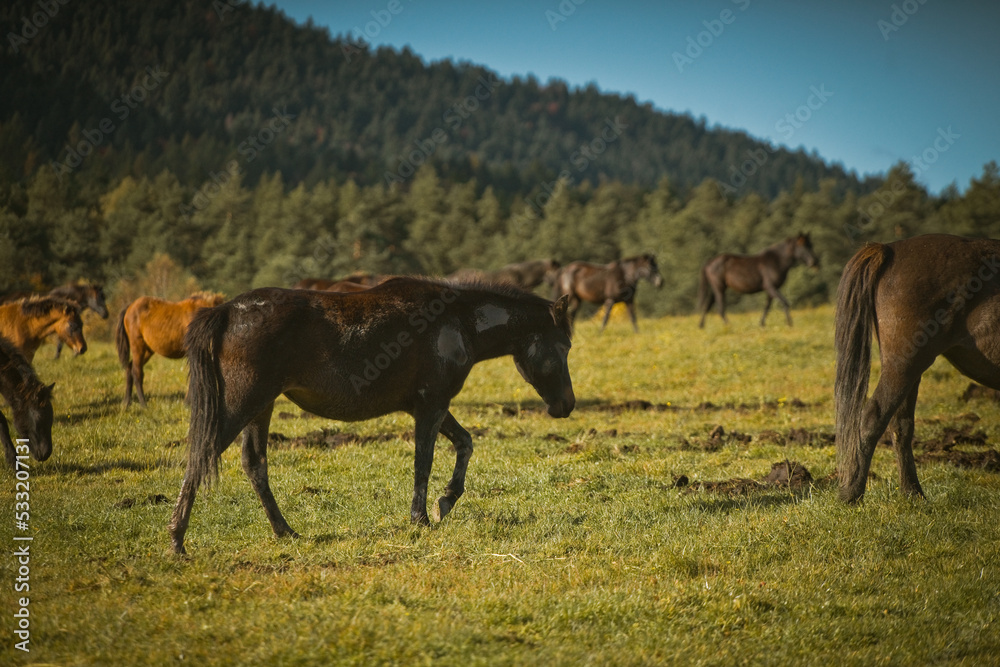 Fototapeta premium Konie z Regietowa