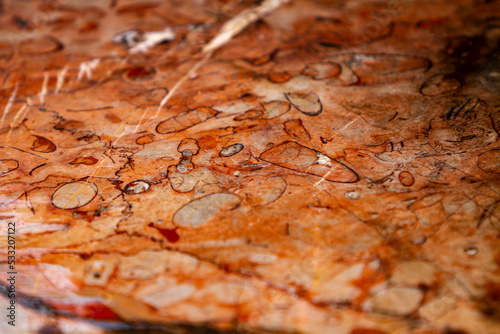 Red fossiliferous limestone photo