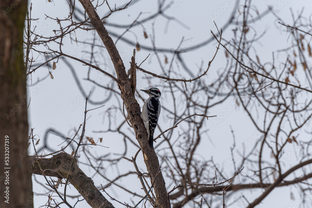 A Downy Woodpecker Working On A Dead Tree A Downy Woodpecker Working On A Dead Tree