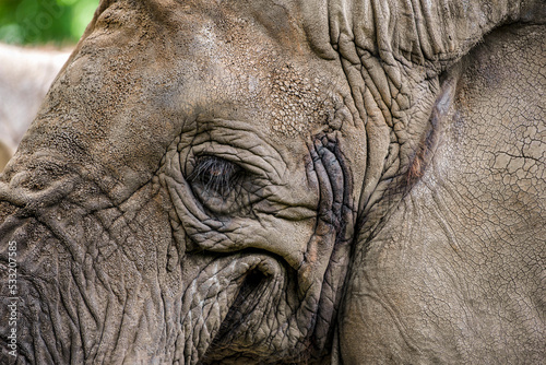 Smiling elephant. Elephant close-up smiles, mouth and eyes of an African elephant.
