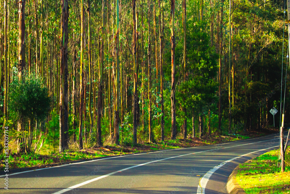 Obraz premium Calle carretera camino en el bosque rodeado de arboles delgados con luz de atardecer del sol pasando entre los arboles hacía el camino