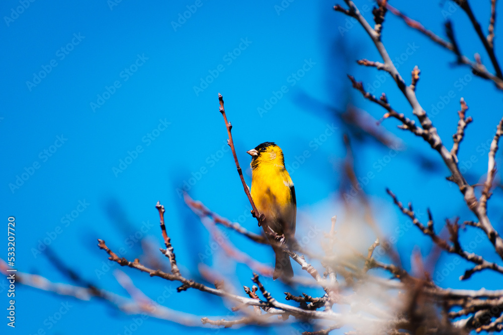 Naklejka premium ave pajaro amarillo chileno en ramas al sur de chile con cielo despejado