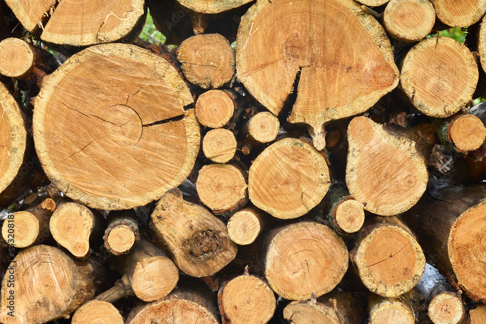 Texture of the wooden trunks in the pile. Texture of the wooden trunks in the pile.