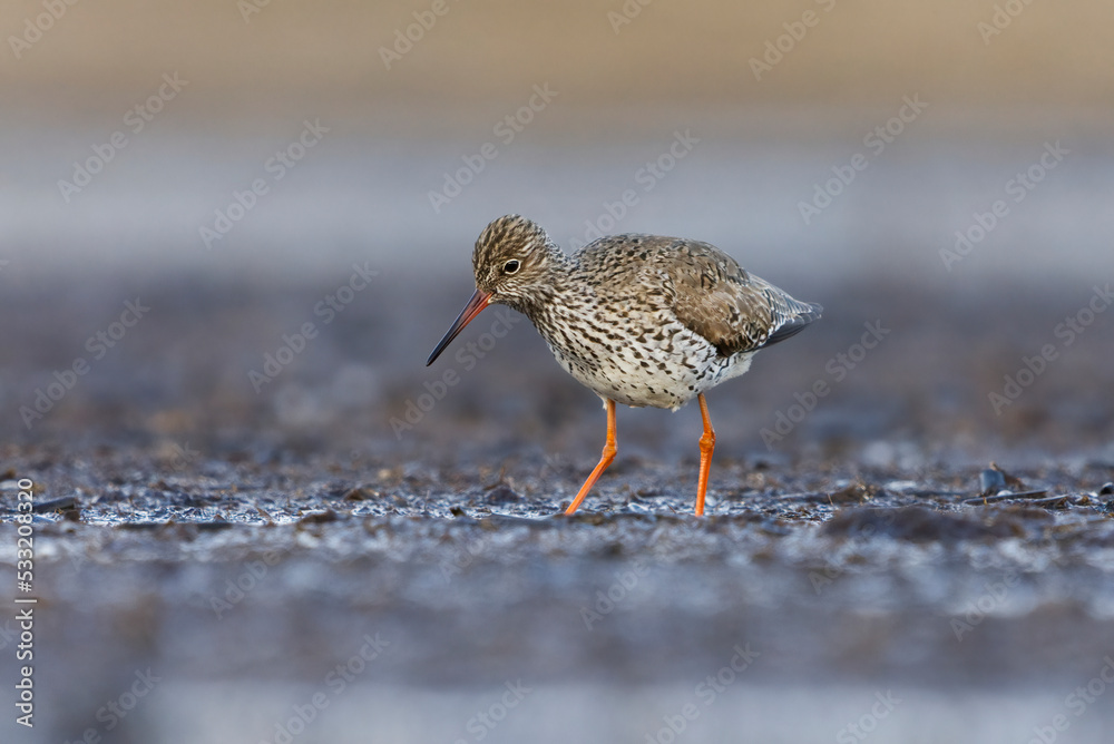 Common redshank or redshank (Tringa totanus) looking for food from the mud in the wetlands. Common redshank or redshank (Tringa totanus) looking for food from the mud in the wetlands.