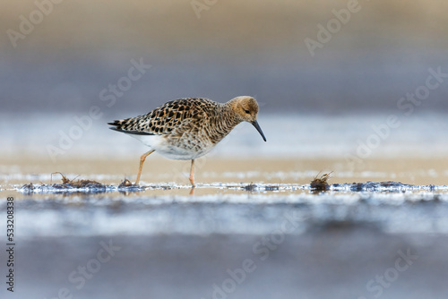 Fototapeta Ruff (Calidris pugnax) female looking for food in the wetlands.